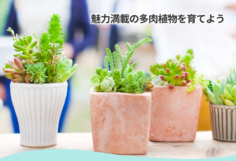 魅力満載の多肉植物を育てよう