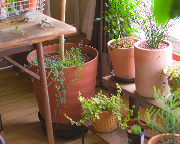 植物の寒さ対策