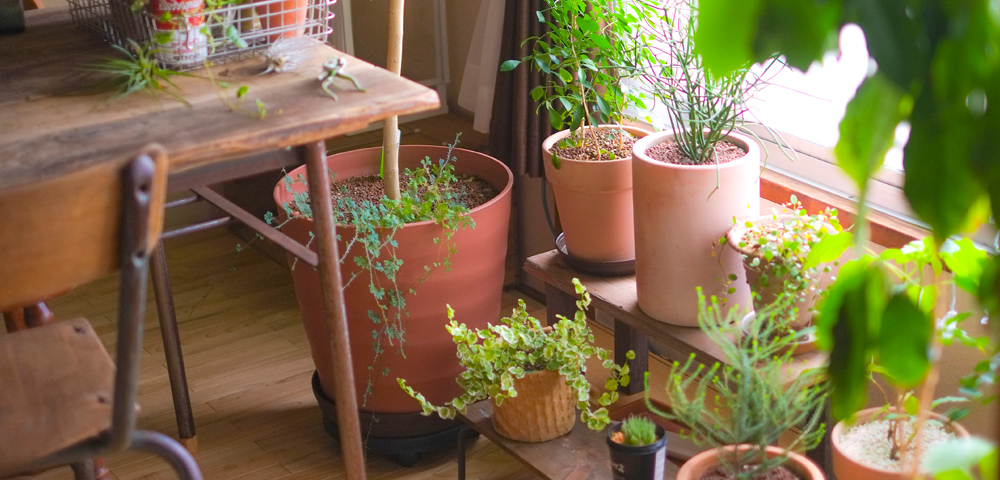 植物の寒さ対策