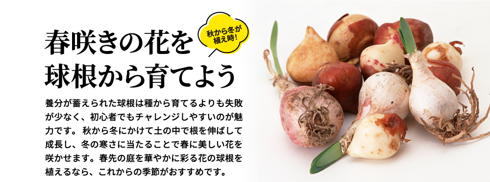 春咲きの花を球根から育てよう