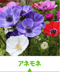 アネモネ
