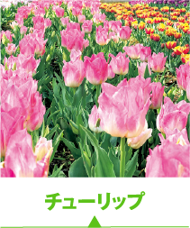 チューリップ