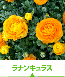 ラナンキュラス