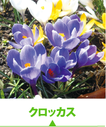 クロッカス