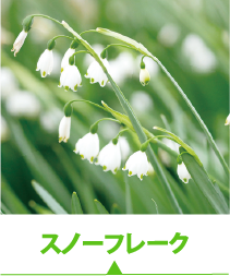 スノーフレーク