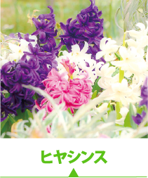 ヒヤシンス