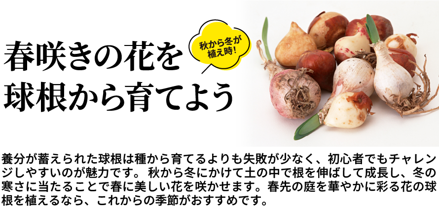 春咲きの花を球根から育てよう
