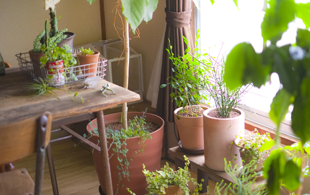 植物の寒さ対策