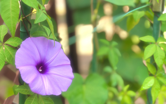 緑のカーテンで夏支度