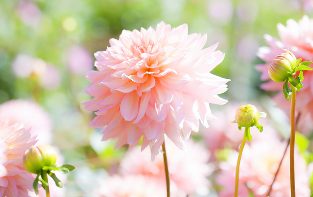 春夏のガーデンを華やかに彩る