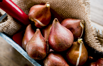 ガーデニング 春咲きの花を球根から育てよう