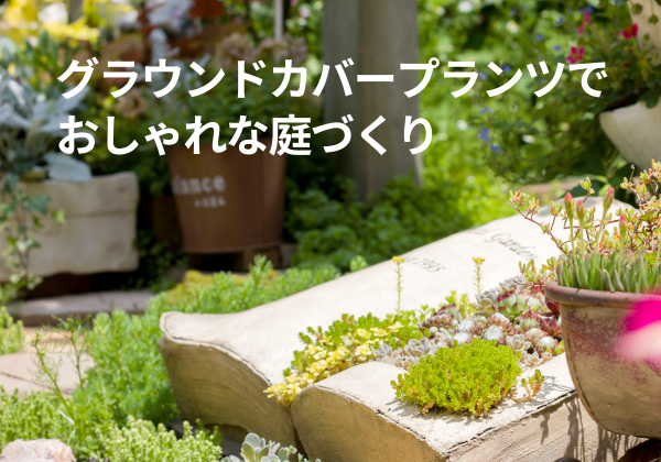 グラウンドカバープランツでおしゃれな庭づくり