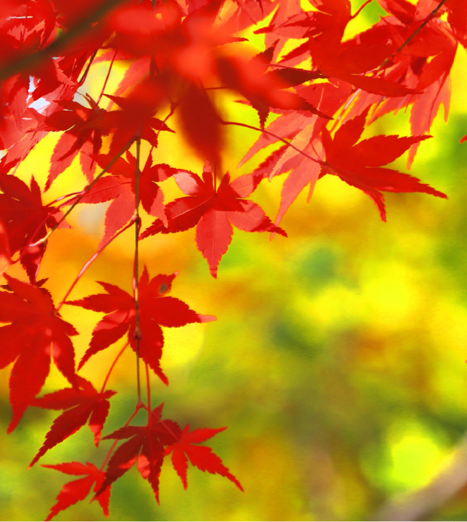 スペシャル 紅葉を楽しもう