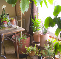 ガーデニング 植物の寒さ対策
