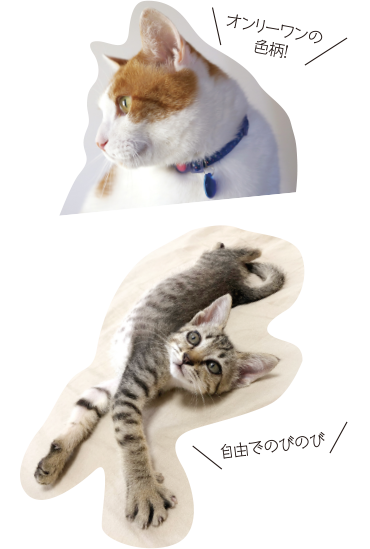 猫の品種 ランキング(全年齢)