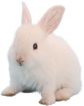 動物を手放す理由の上位が「引っ越し・転勤」なんだよ！