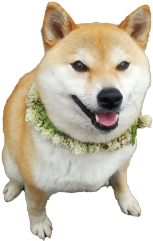 お散歩大好き！サボらないでね！