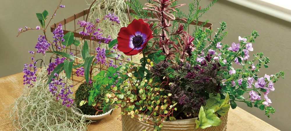 初心者にも簡単!季節を彩る春の寄せ植え