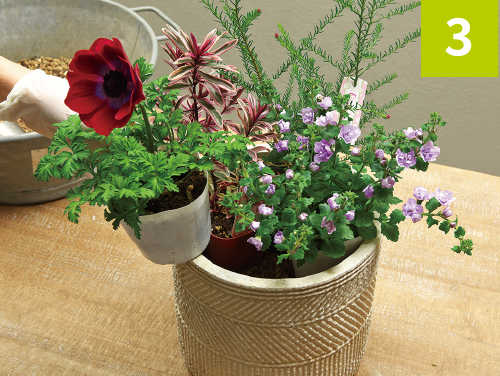 寄せ植えの作り方3