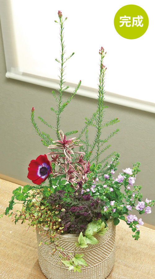 寄せ植えの作り方完成