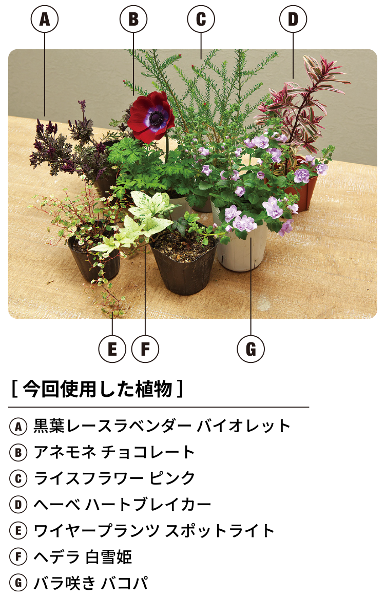 今回使用した植物