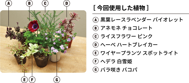 今回使用した植物