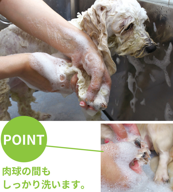 おしり→背中→胸→前肢→顔の順にお湯をかけます