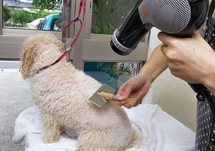 ❷ドライヤーでおしりから首へかけて乾かす。