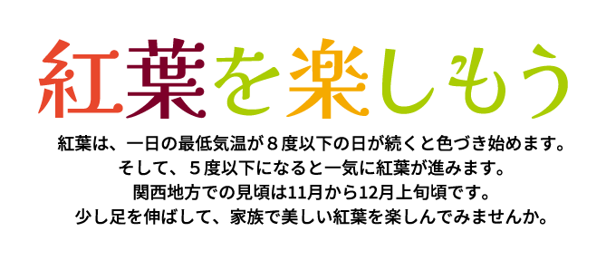 紅葉を楽しもう 紅葉は、一日の最低気温が8度以下の日が続くと色づき始めます。そして、5度以下になると一気に紅葉が進みます。関西地方での見頃は11月から12月上旬頃です。少し足を伸ばして、家族で美しい紅葉を楽しんでみませんか。