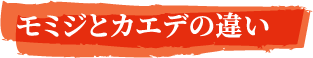 モミジとカエデの違い