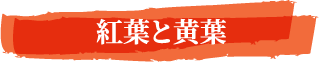 紅葉と黄葉