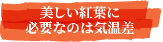 美しい紅葉に必要なのは気温差