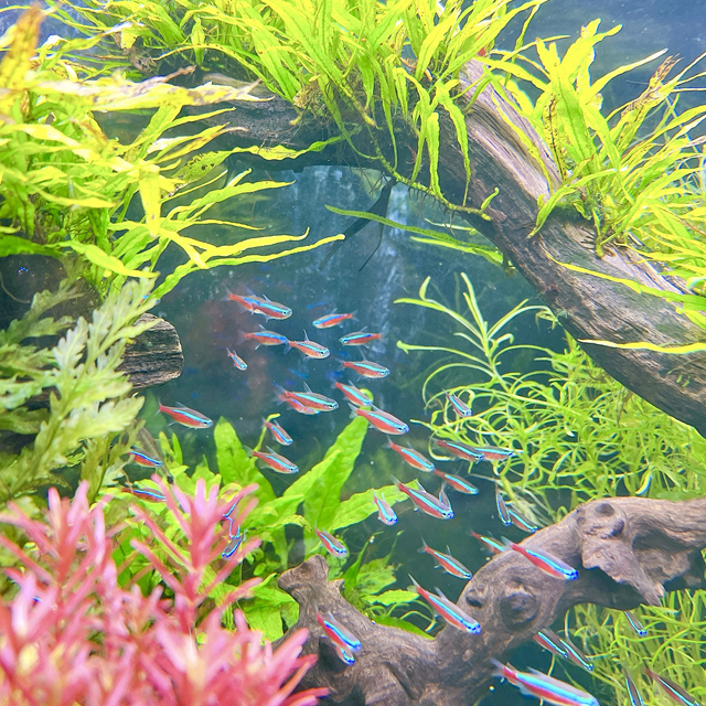 涼を呼ぶアクアリウム