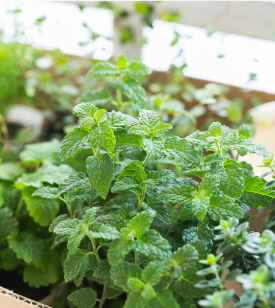 スペシャル ハーブガーデンを作ろう