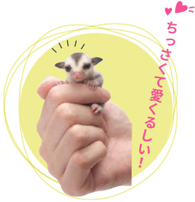 一緒に暮らせる エキゾチックアニマル