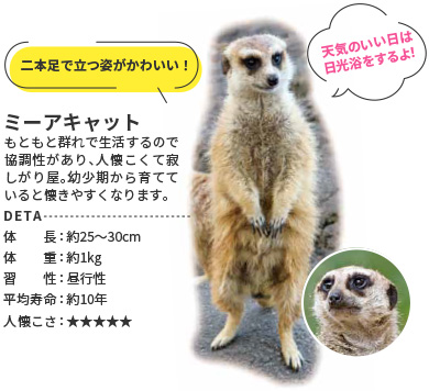 ミーアキャット