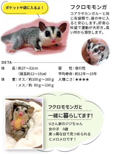 フクロモモンガ