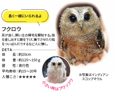 フクロウ