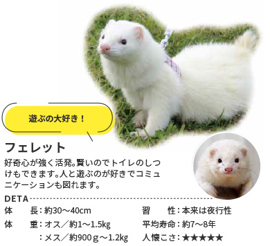 フェレット