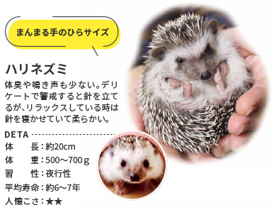 ハリネズミ