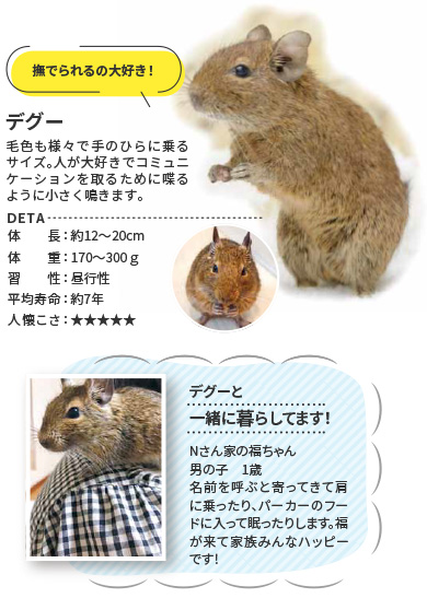 デグー
