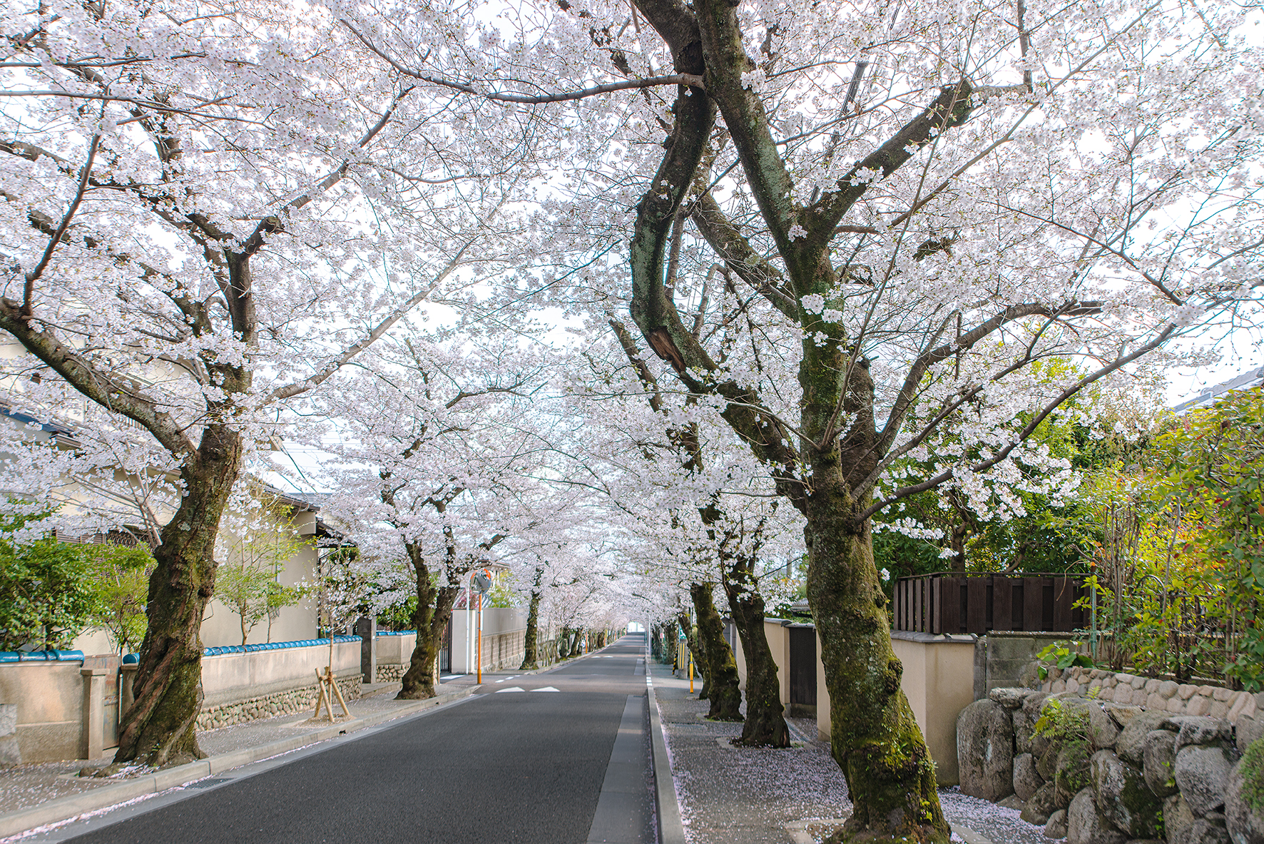 【予告広告】スマイルタウン箕面桜５丁目